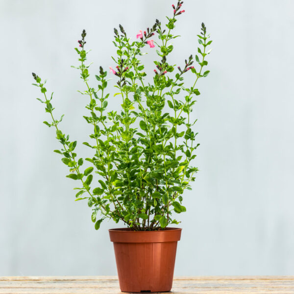 Salvia microphylla - Rosa